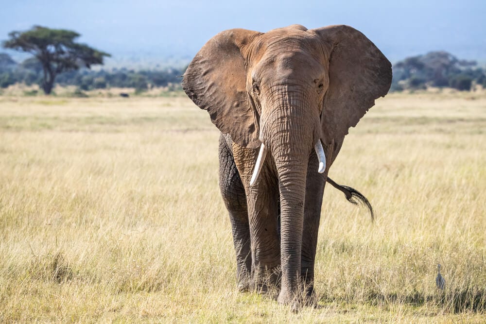 People Open Up About Their Nightmare Wildlife Safari Stories