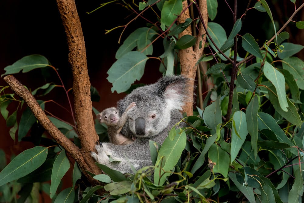 Times Koalas Were Anything But Cute