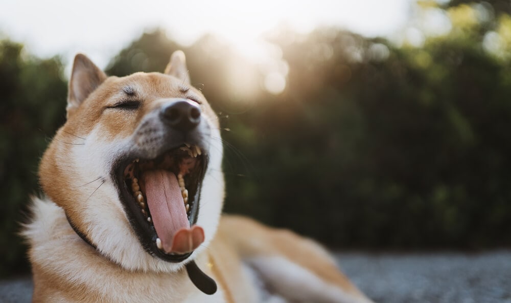 The Science Behind Why Yawning Is ‘Contagious’