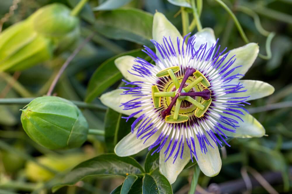 A Natural Science Enthusiast’s Guide to Medicinal Plants