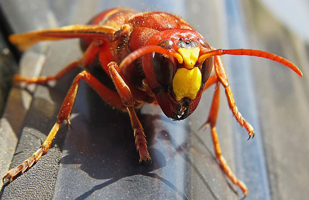 Terrifying Bees & Wasps That Will Keep You Indoors