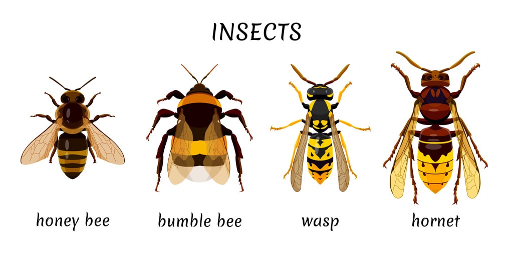 Terrifying Bees & Wasps That Will Keep You Indoors