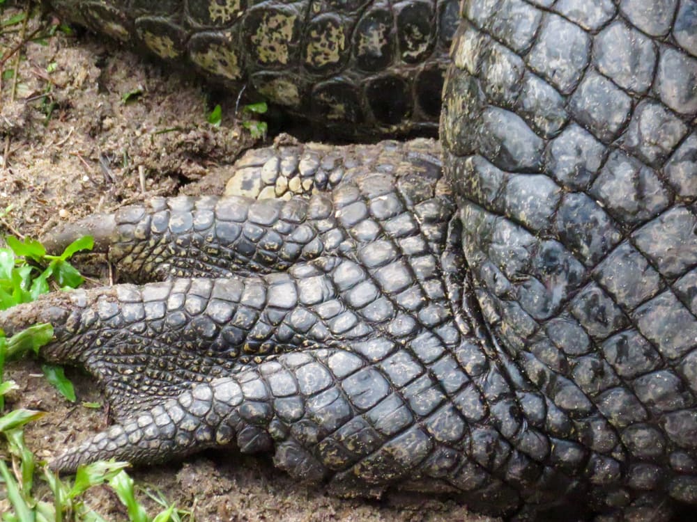 Why Saltwater Crocodiles Are The Scariest Reptile Alive