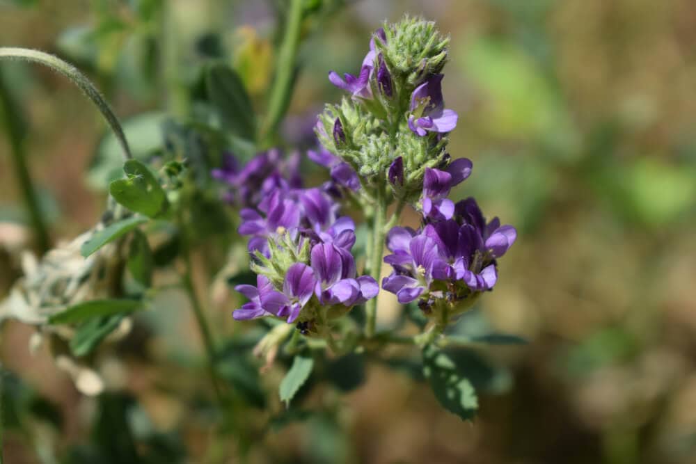 A Natural Science Enthusiast’s Guide to Medicinal Plants