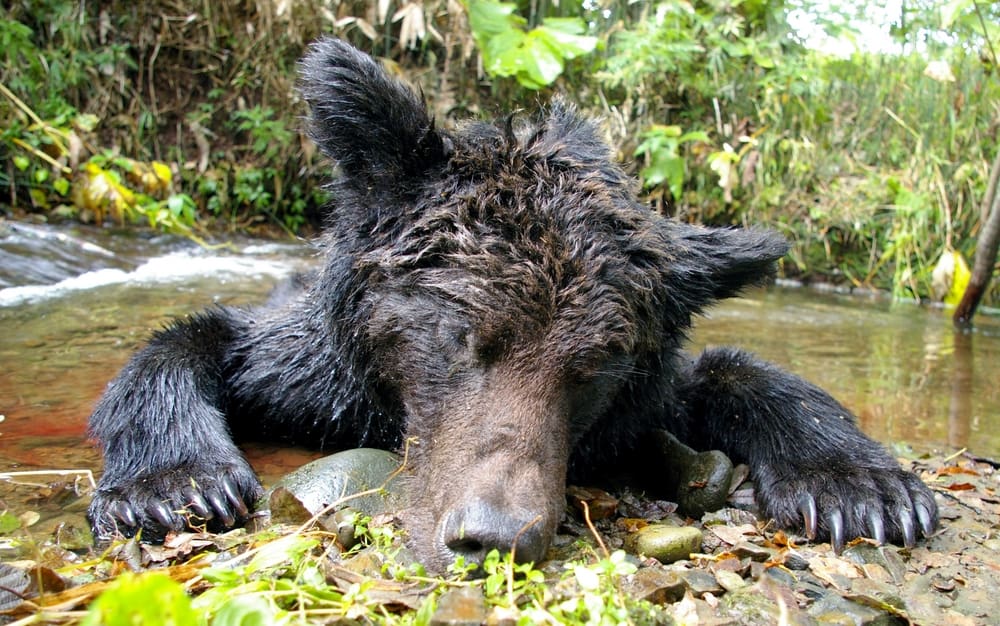 Terrifying Trail Cam Footage that Will Scare Anybody