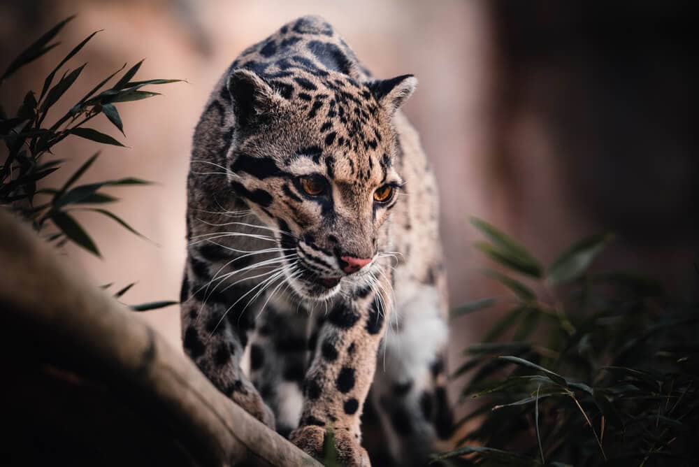 40 of the Most Impressive Predatory Cats in Nature