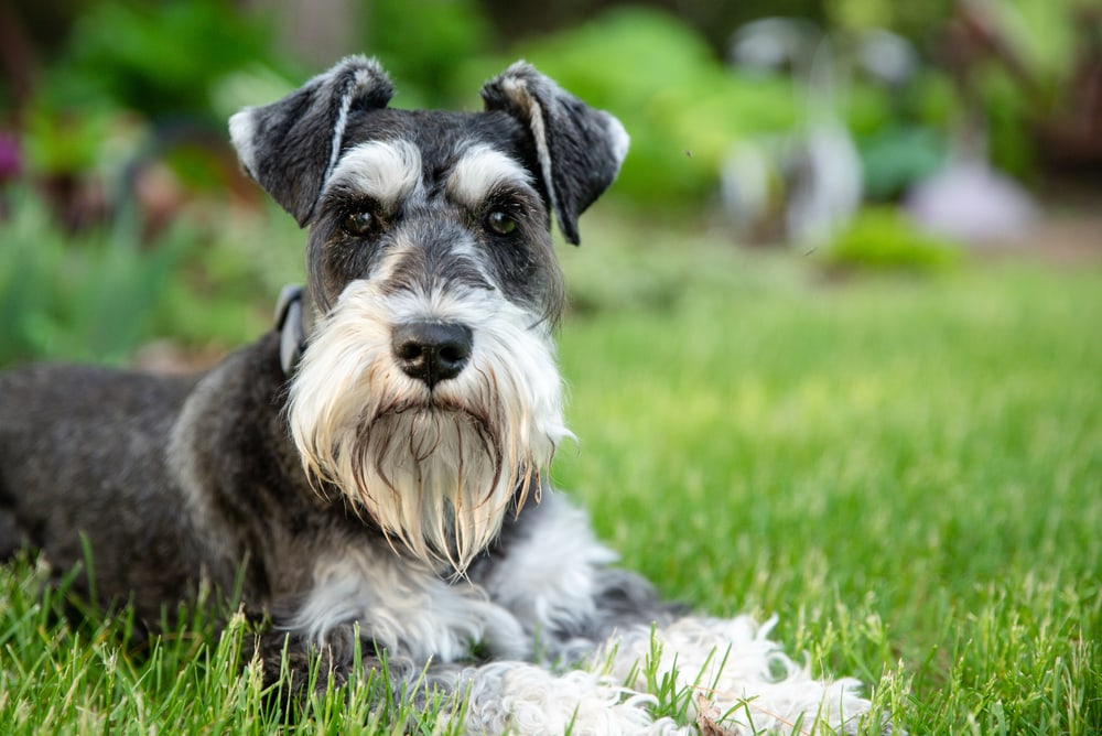 These Dog Breeds Have Evolved to be the Most Elite