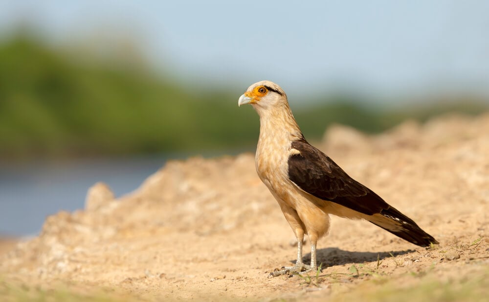 25 Incredible Bird Species Of The Amazon