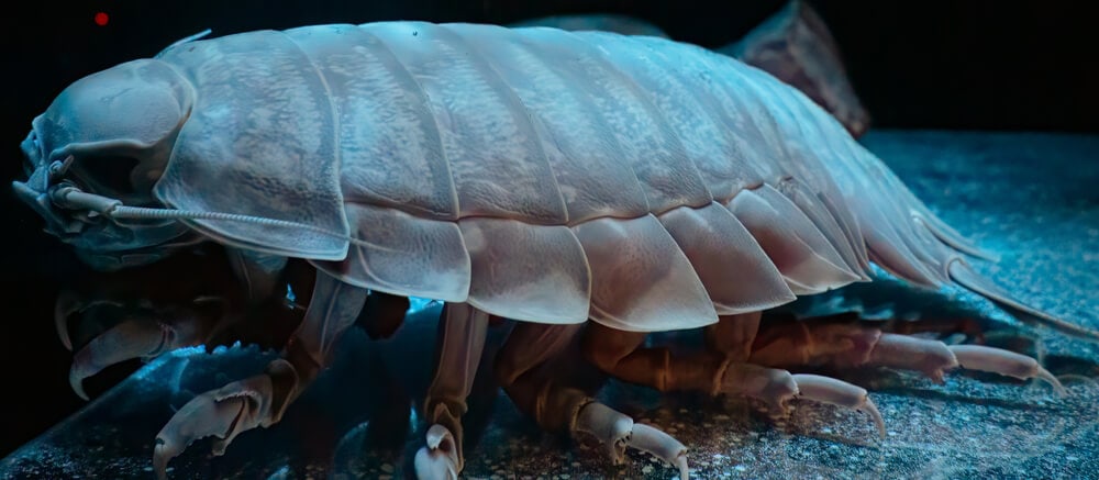 Otherwordly Sea Creatures People Rarely See