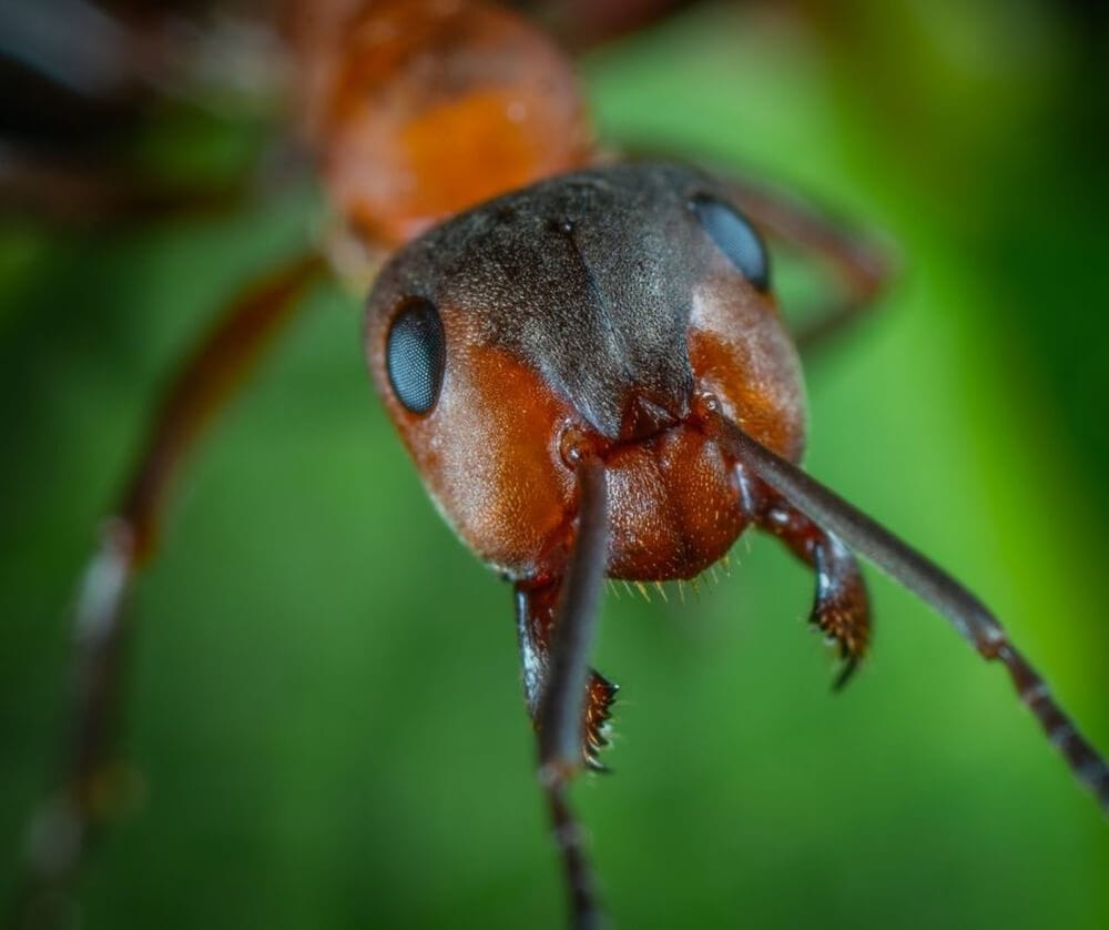 Here’s How Ants and Other Animals Find Their Way Home