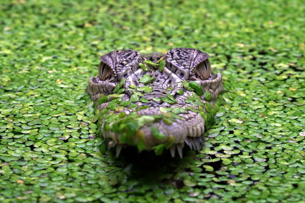 Why Saltwater Crocodiles Are The Scariest Reptile Alive