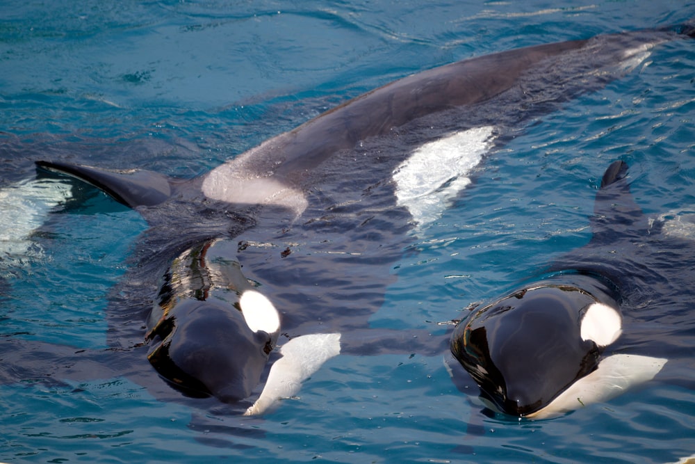 Why Orcas are the Scariest Predator in the Sea