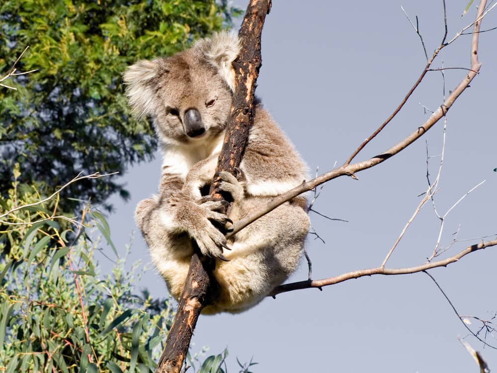 Times Koalas Were Anything But Cute