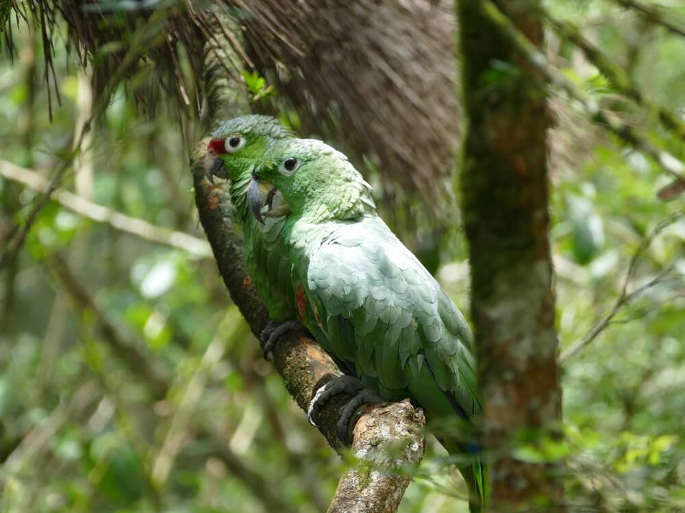 25 Incredible Bird Species Of The Amazon