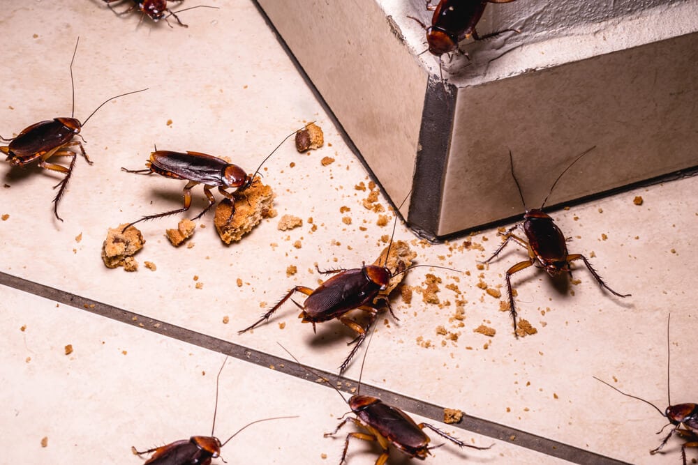 Cockroaches Are Now Immune to Insecticides, Making Them A Superbug