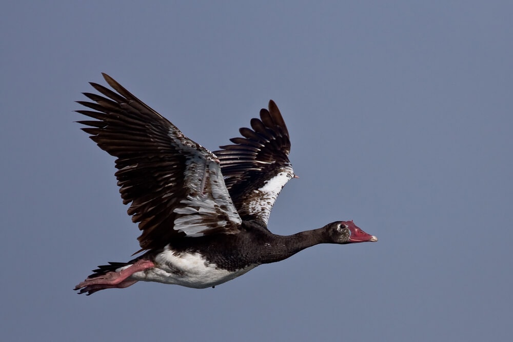 The Fastest Animals on the Planet Today