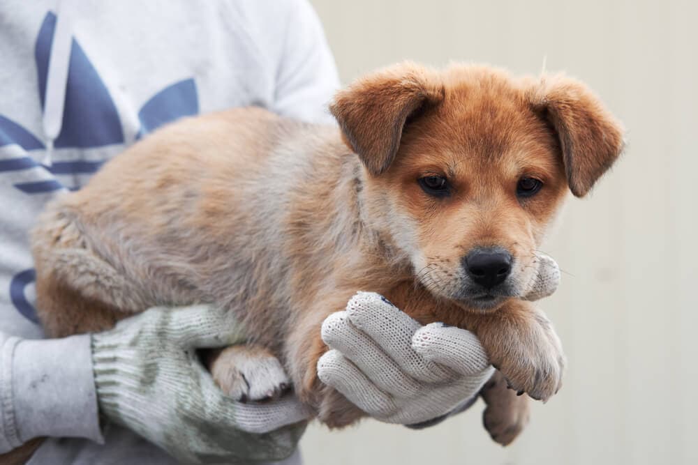 The Dog Descendants Who Survived Chernobyl Can be Adopted