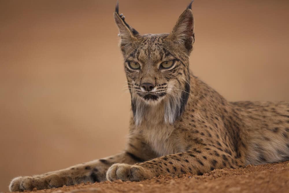 40 of the Most Impressive Predatory Cats in Nature