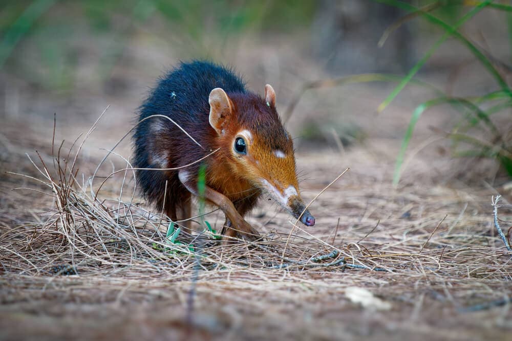 50 Out of the Ordinary Animals from History