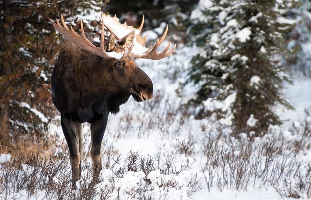 The Most Dangerous Animals In The World and Where They Like To Lurk