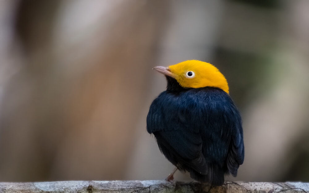 25 Incredible Bird Species Of The Amazon