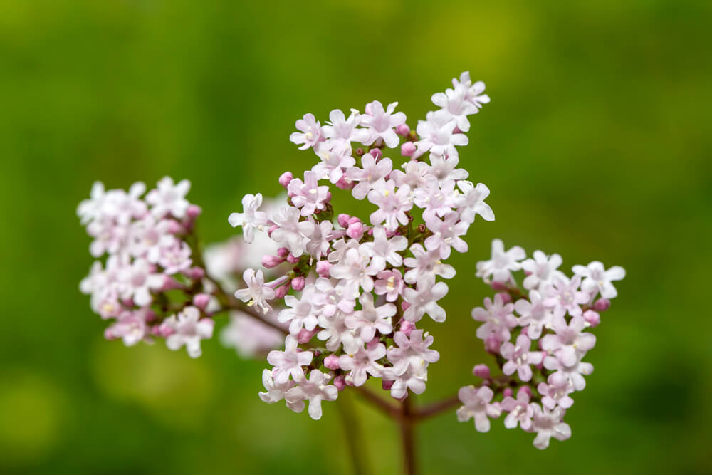 A Natural Science Enthusiast’s Guide to Medicinal Plants