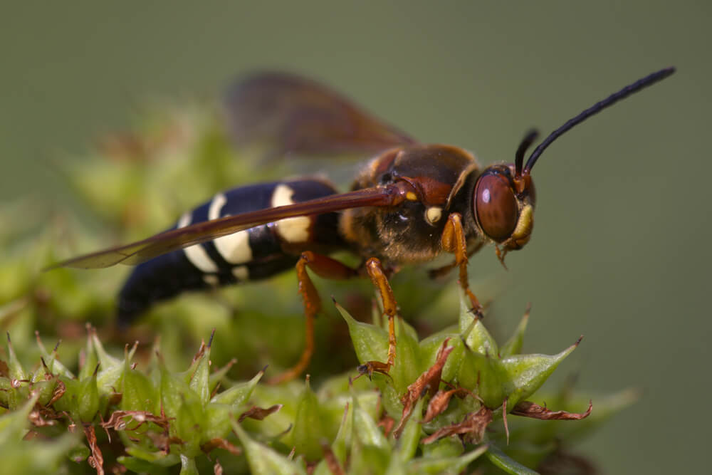 Terrifying Bees & Wasps That Will Keep You Indoors