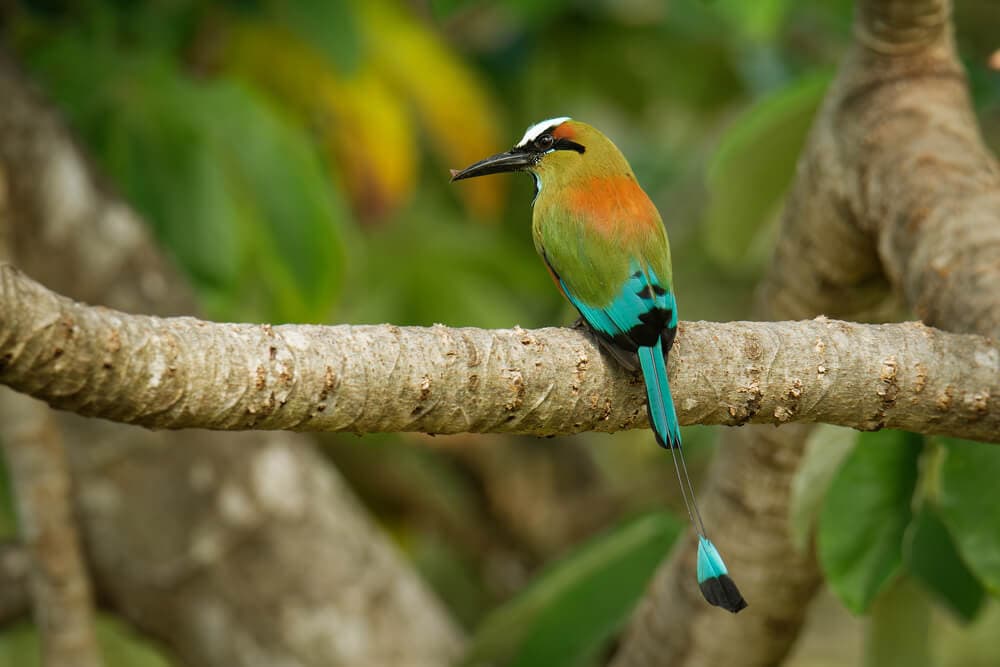 25 Incredible Bird Species Of The Amazon