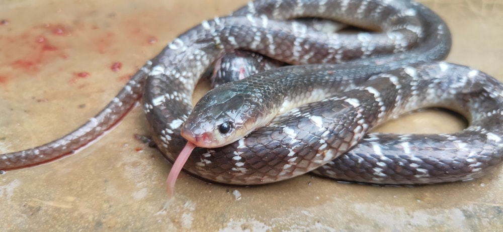 The Most Venomous Snakes On Planet Earth Today