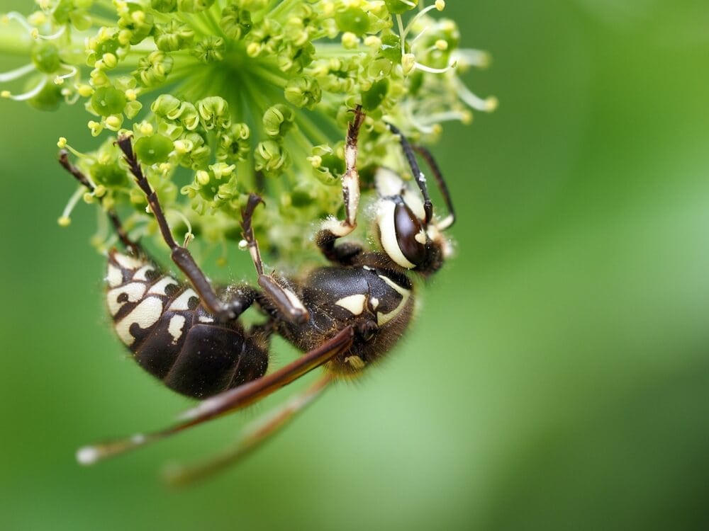 Terrifying Bees & Wasps That Will Keep You Indoors