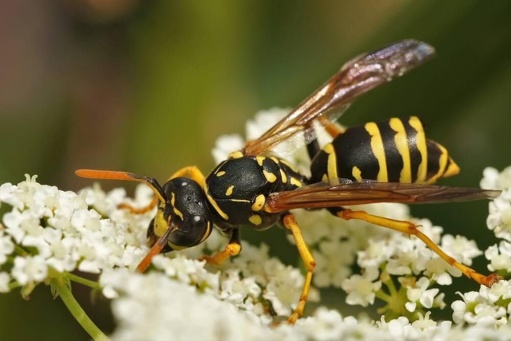 Terrifying Bees & Wasps That Will Keep You Indoors