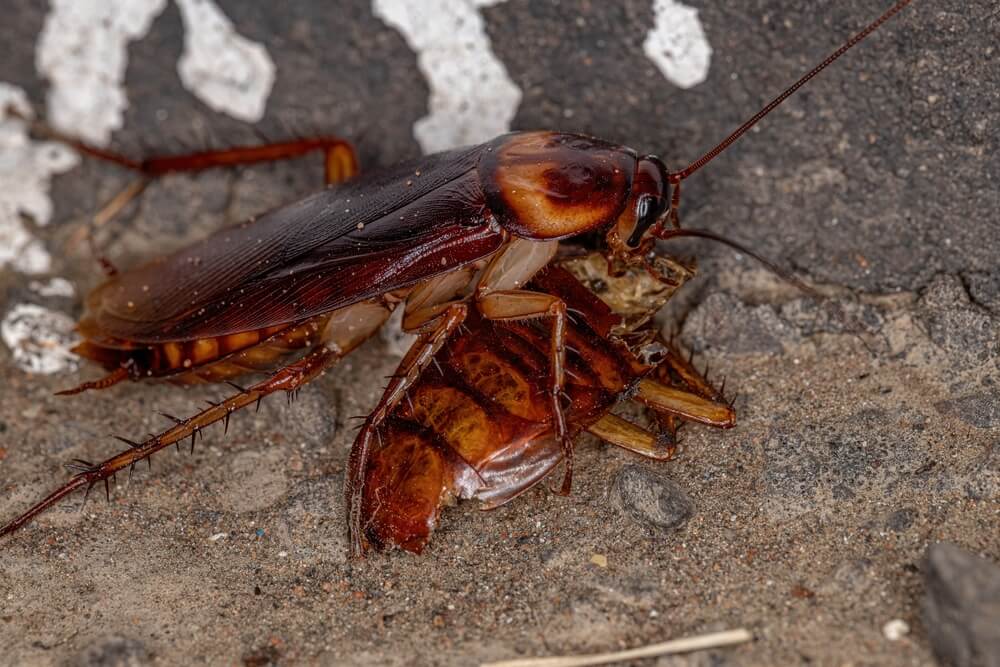 Cockroaches Are Now Immune to Insecticides, Making Them A Superbug