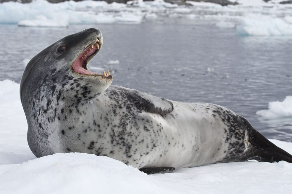 35 Amazing Animals that Live in the Coldest Waters Around the World