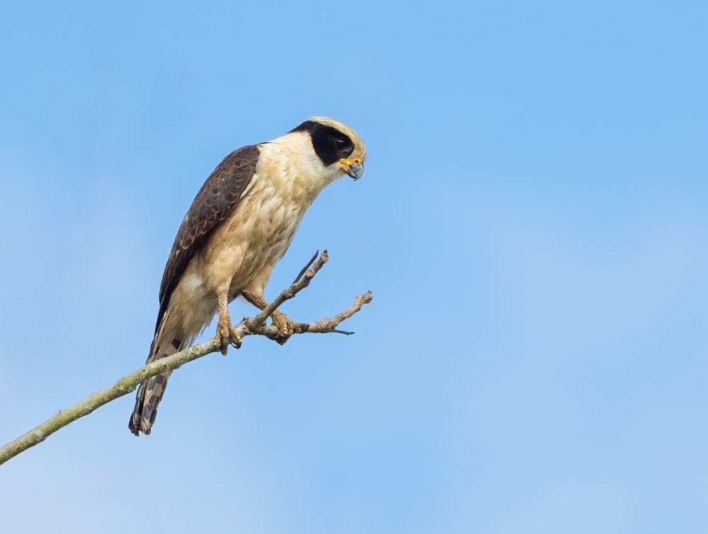 25 Incredible Bird Species Of The Amazon