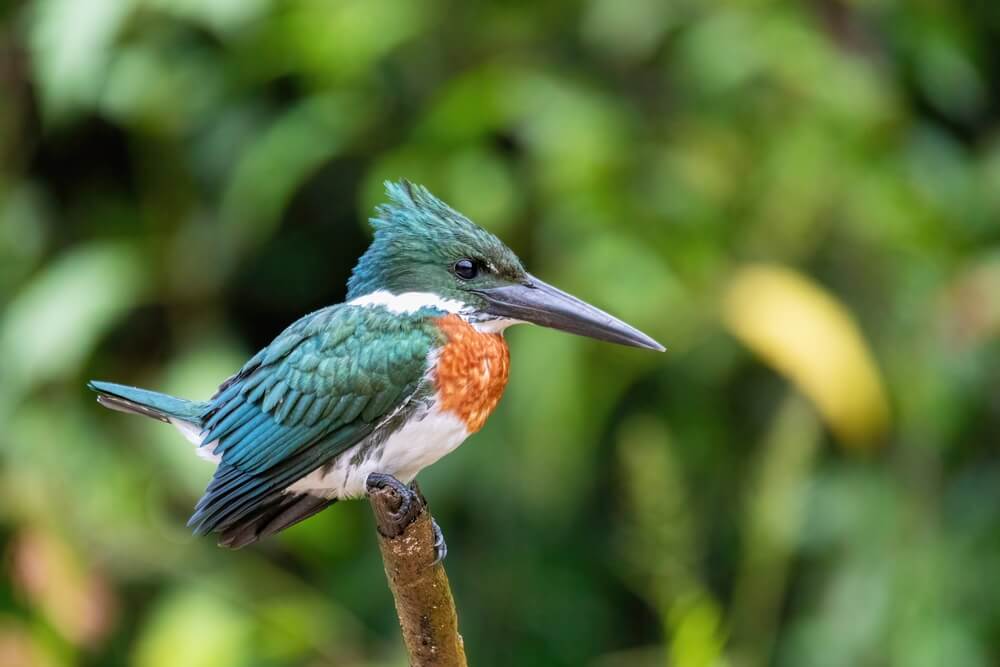 25 Incredible Bird Species Of The Amazon