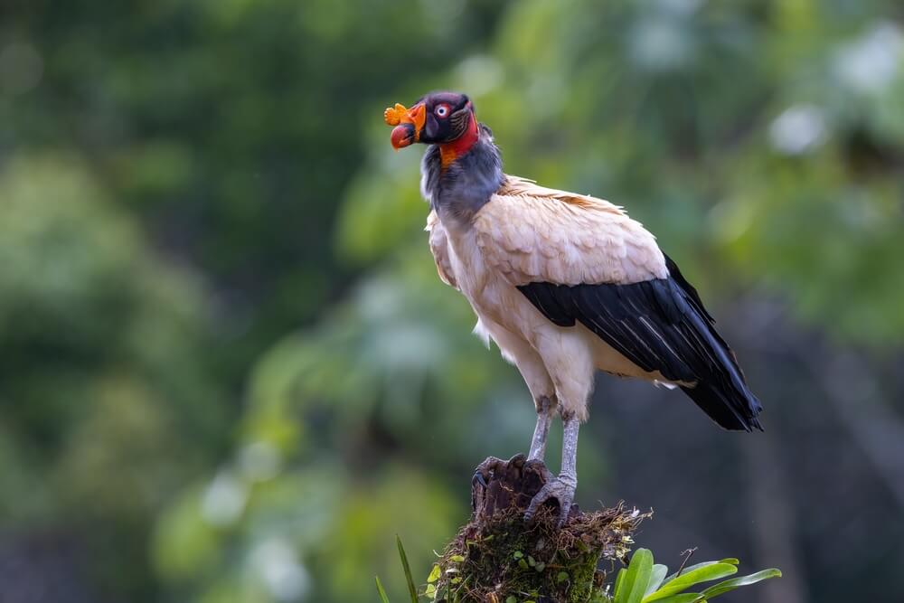 25 Incredible Bird Species Of The Amazon