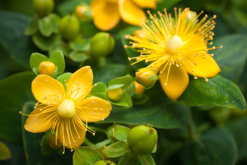 A Natural Science Enthusiast’s Guide to Medicinal Plants