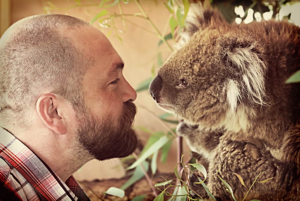 Times Koalas Were Anything But Cute