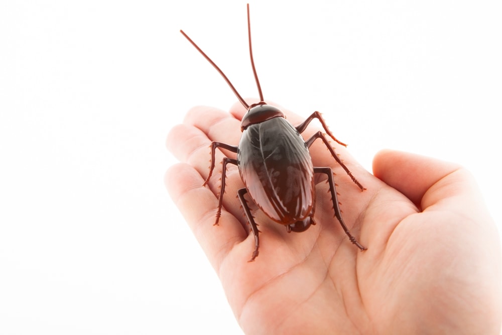 Cockroaches Are Now Immune to Insecticides, Making Them A Superbug