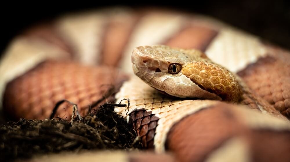 The Most Venomous Snakes On Planet Earth Today