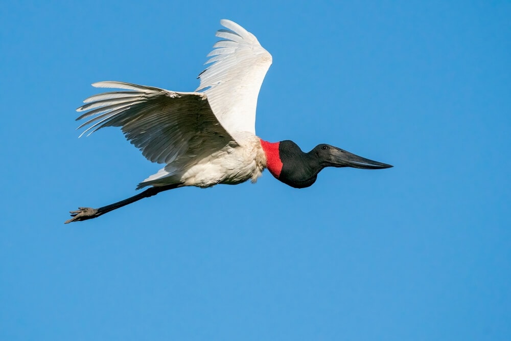 25 Incredible Bird Species Of The Amazon