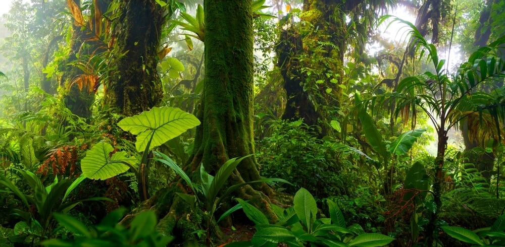 Hidden Secrets Of The Amazon Rainforest