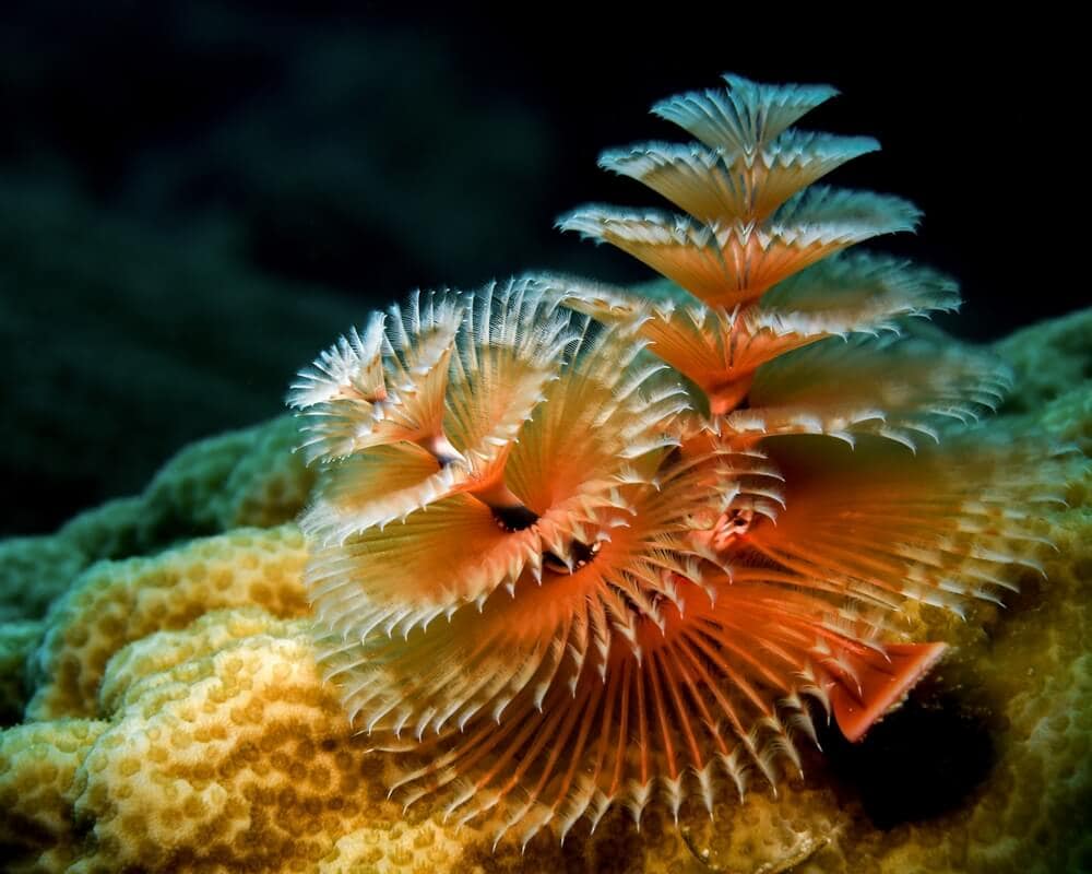 Otherwordly Sea Creatures People Rarely See