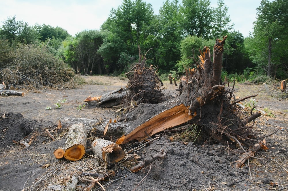 Shocking Photos that Prove Humans Destroy Everything They Touch