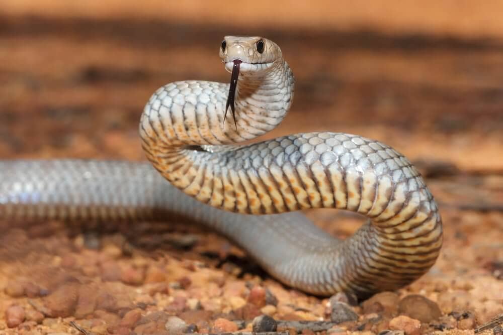 The Most Venomous Snakes On Planet Earth Today