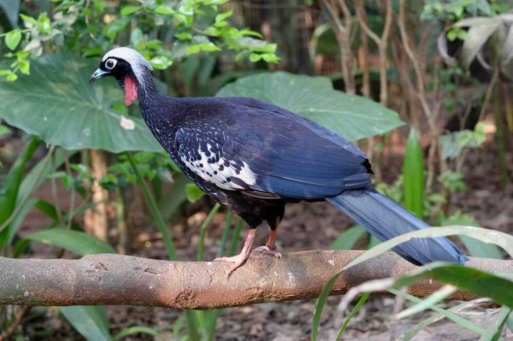 25 Incredible Bird Species Of The Amazon