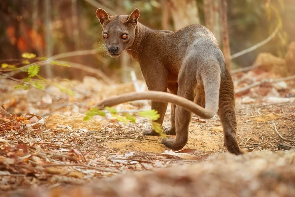 Some of these Majestic Animals Can Only be Found in Madagascar