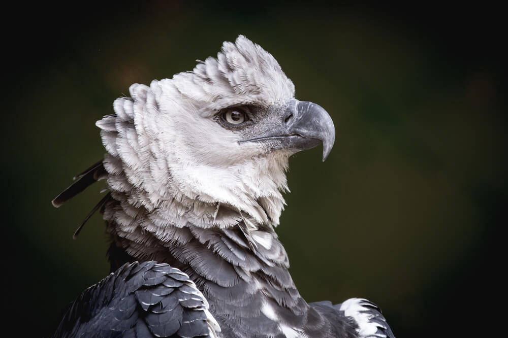 25 Incredible Bird Species Of The Amazon