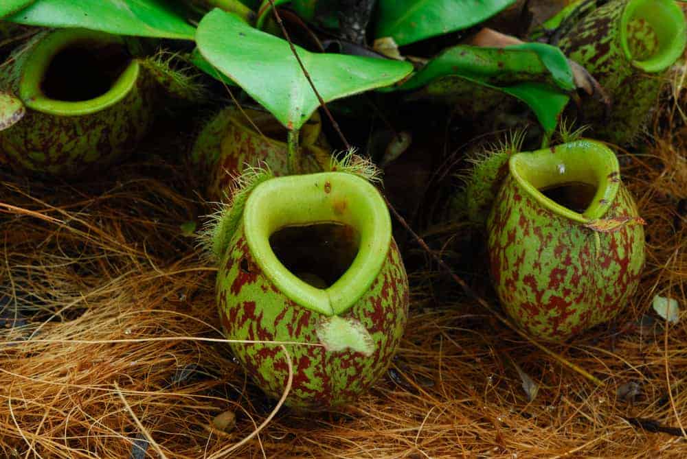 The Venus Flytrap Isn’t the Only Carnivorous Plant