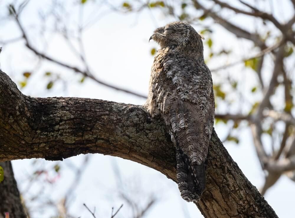 25 Incredible Bird Species Of The Amazon